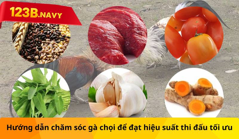 Hướng dẫn chăm sóc gà chọi để đạt hiệu suất thi đấu tối ưu