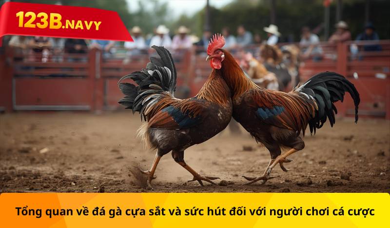 Tổng quan về đá gà cựa sắt và sức hút đối với người chơi cá cược